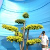 造型金葉榆/別墅庭院景觀樹/樹的造型設(shè)計  衡水德潤景觀