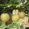 梨樹(shù)苗批發(fā)，那里梨樹(shù)苗批發(fā)便宜，河南梨樹(shù)苗批發(fā)，黃金梨樹(shù)苗
