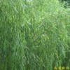 供應(yīng)雪松，垂柳，楓香，楓楊，水杉，馬褂木，大葉女貞