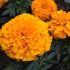 .出售.萬壽菊種子.黑心菊種子.金雞菊種子.現(xiàn)貨支持貨到付款