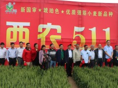 優(yōu)質(zhì)強(qiáng)筋小麥新品種西農(nóng)511示范推廣暨經(jīng)驗(yàn)交流會召開 (14?)