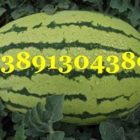 陜西大棚金城5西瓜產(chǎn)地價(jià)格，大棚長花皮西瓜基地行情