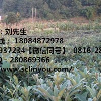 安順枇杷苗、安順枇杷苗價(jià)格