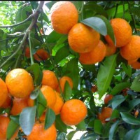 愛媛38號苗，愛媛柑橘苗，愛媛嫁接苗，愛媛苗價格