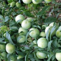 李子苗批發(fā)，李子苗價格，嫁接李子苗，青脆李子苗