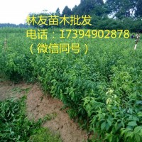青脆李子苗，青脆李批發(fā)，青脆李子樹，青脆李子樹價格