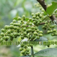 重慶花椒苗管理，重慶花椒苗怎么種植