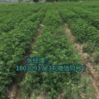 四川藤椒苗為何在全國獨(dú)領(lǐng)風(fēng)騷