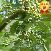 水富藤椒苗，水富藤椒苗的作用