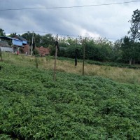 藤椒苗，臺江縣花椒春夏管理