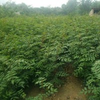 藤椒苗，臺江縣花椒苗采收