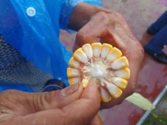 豫玉種業(yè)觀摩會(huì)：老天鬧了，老板傻了，農(nóng)戶瘋了，訂單牛了！ (14?)