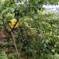 鳳凰李，紫云縣嫁接鳳凰李，紫云縣鳳凰李基地