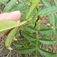 四川藤椒苗種植帶來的產值