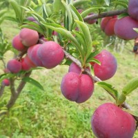 鳳凰李，貴陽嫁接鳳凰李，貴陽鳳凰李基地