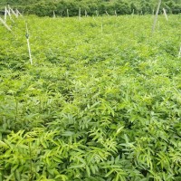 貴陽藤椒苗，貴陽嫁接藤椒苗，貴陽藤椒苗基地