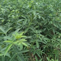 烏當(dāng)區(qū)藤椒苗，烏當(dāng)區(qū)藤椒苗的栽培