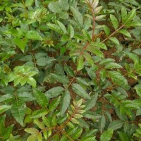 烏當(dāng)區(qū)藤椒苗，烏當(dāng)區(qū)藤椒苗的栽培