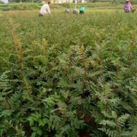 白云藤椒苗，白云藤椒苗的栽培