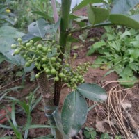 瀘州藤椒苗|瀘州嫁接藤椒苗|瀘州無刺藤椒苗