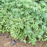 獅子頭花椒苗，清鎮(zhèn)獅子頭花椒的修枝