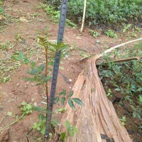 獅子頭花椒苗，開(kāi)陽(yáng)獅子頭花椒的修枝介紹