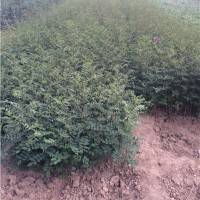 獅子頭花椒苗，修文縣哪里有獅子頭花椒