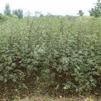 種植花椒苗，修文縣獅子頭花椒苗的優(yōu)勢(shì)