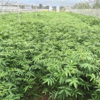 藤椒苗，紅花崗區(qū)0.4粗度的藤椒苗