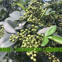 四川藤椒苗藤椒產(chǎn)業(yè)好，藤椒種植技術(shù)