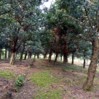 苗木、羅漢松苗2-3-4公分喬木、江西供應(yīng)2-15公分羅漢松