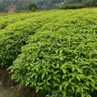 供應(yīng)50高香樟小苗200萬棵【香樟、2-5公分香樟綠化喬木】