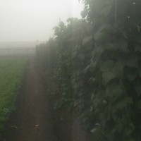 芹菜除草劑胡蘿卜除草劑甘藍(lán)除草劑有樣品送新技術(shù)新產(chǎn)品