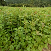 供應(yīng)檫木芽苗，供應(yīng)檫木小苗，供應(yīng)檫木基地，檫木造林苗