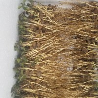 廣西油茶苗，岑溪軟枝油茶砧木苗