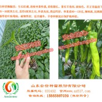 安信種苗辣椒苗，廠家直銷更安心