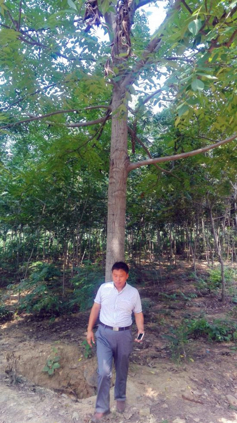 4-美國(guó)黑核桃速生型大樹(shù)