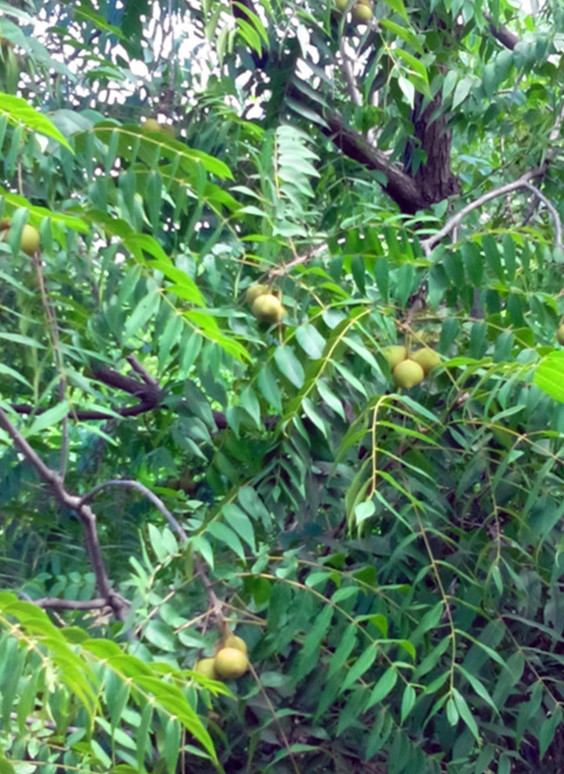 5-美國(guó)黑核桃果樹(shù)-200