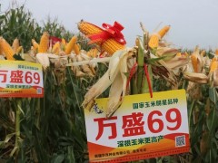 畝產(chǎn)719.86公斤！萬盛69:大災(zāi)之年表現(xiàn)優(yōu)異的“明星品種” (15?)