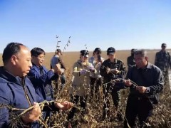 641斤！圣豆5號(hào)創(chuàng)造黃淮區(qū)域大面積實(shí)打驗(yàn)收高產(chǎn)攻關(guān)記錄！ (7?)