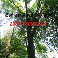 15公分欒樹價格,欒樹,18公分欒樹價格