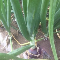 科威洋蔥種子長(zhǎng)日照系列