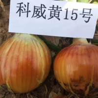科威洋蔥種子長(zhǎng)日照系列