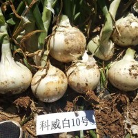 科威洋蔥種子長(zhǎng)日照系列