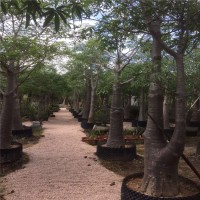 非洲猴面包樹(shù)植物 波巴布樹(shù) 沙漠景觀 喜溫?zé)釒?非洲猴面包樹(shù)