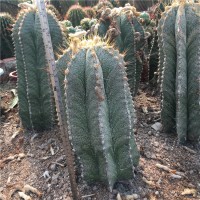 般若實生仙人球大小型盆栽仙人掌美麗星球可一物一拍般諾仙人球