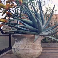 山地蘆薈實生多肉綠植防輻射鬼切蘆薈凈化空氣