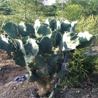 金武團扇仙人掌科 平安刺金黃色莖扁平如扇熱帶