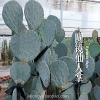 大盆丸 實生播種圓鏡仙人掌 室內(nèi)觀賞兔兒形狀 沙漠植物景觀