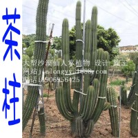 茶柱仙人柱 美國、墨西哥 仙人掌科  大王閣